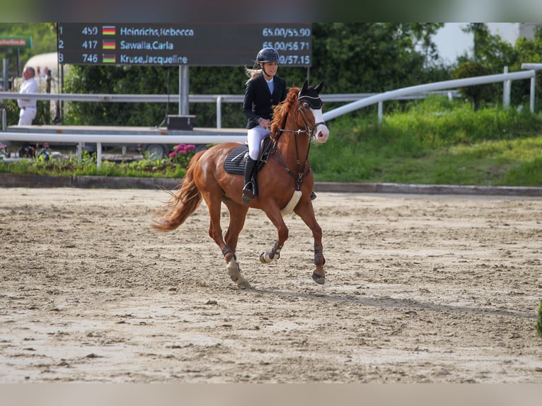 Westfale Stute 10 Jahre 162 cm Fuchs in K&#xF6;ln