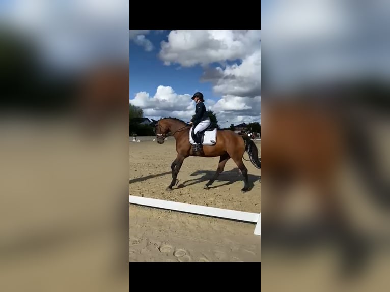 Westfale Stute 10 Jahre 165 cm Brauner in Wiesbaden