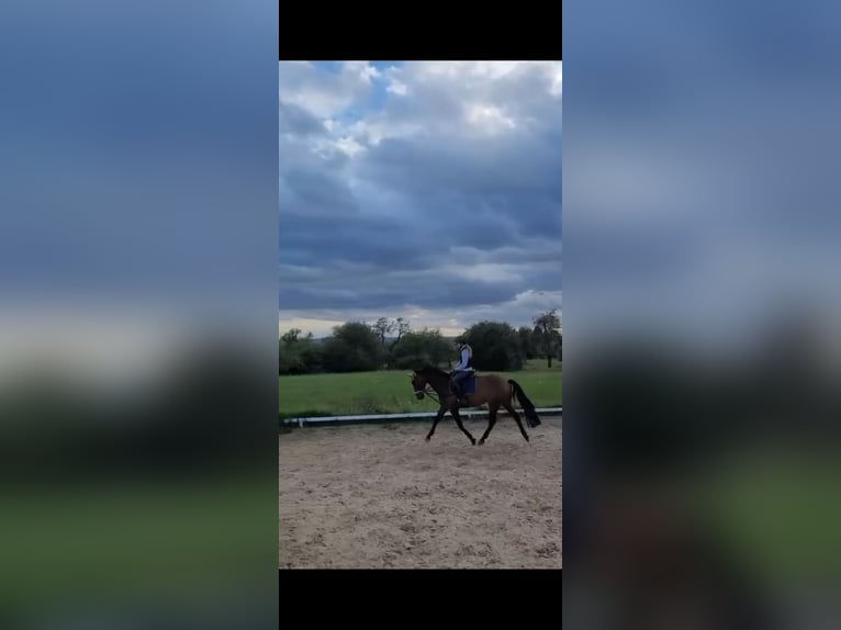 Westfale Stute 10 Jahre 165 cm Brauner in Wiesbaden