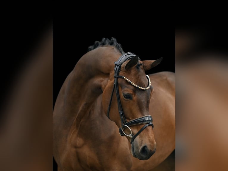 Westfale Stute 10 Jahre 165 cm Dunkelbrauner in Gaimersheim