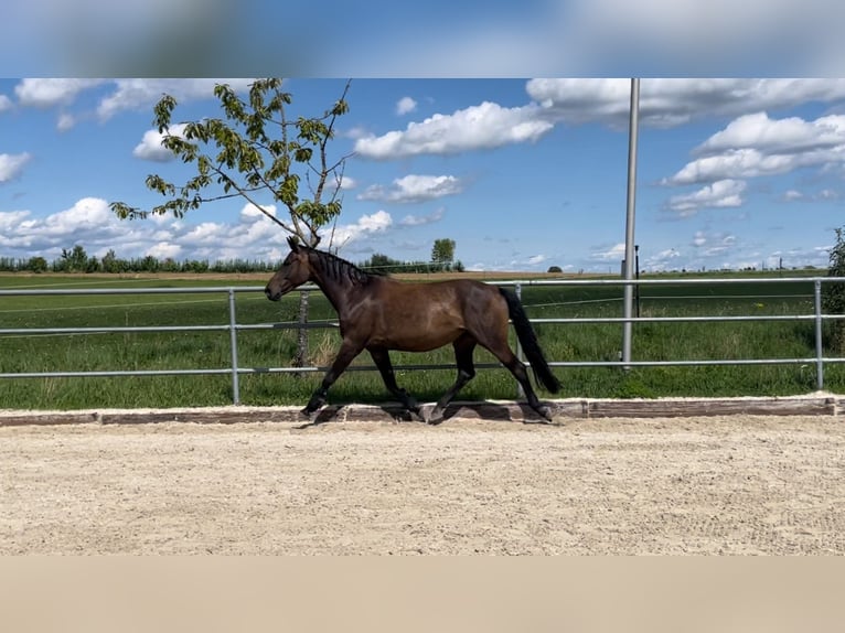 Westfale Stute 10 Jahre 165 cm Schwarzbrauner in Weil der Stadt