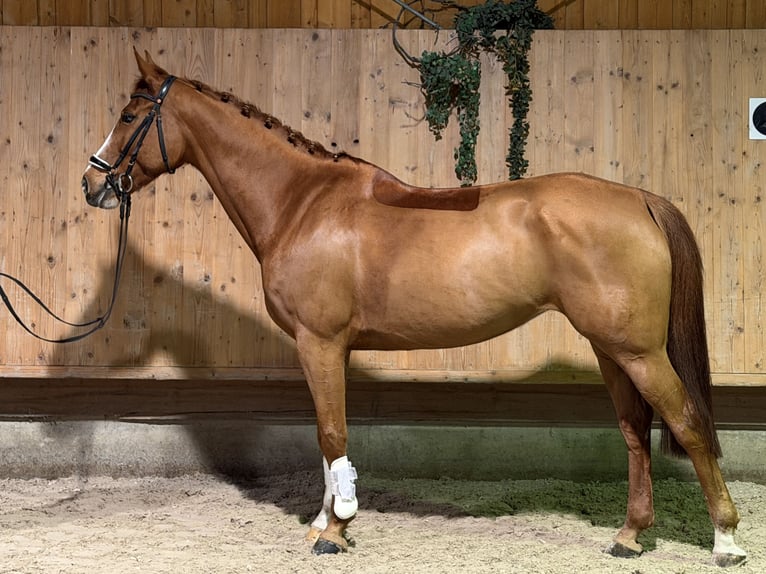 Westfale Stute 10 Jahre 165 cm  in Riedlingen