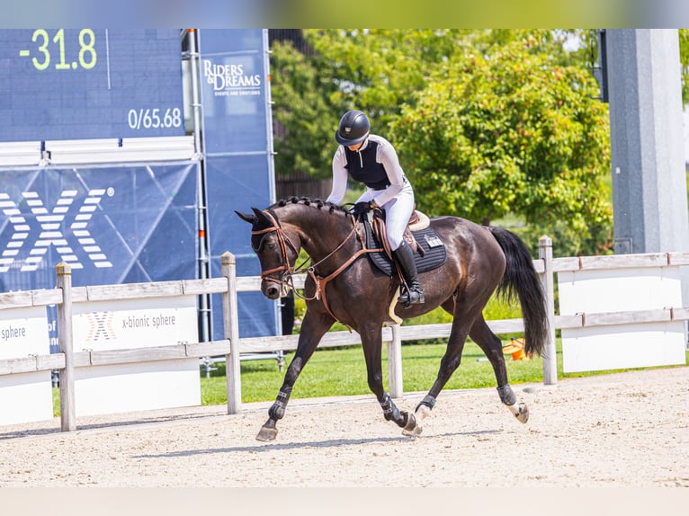 Westfale Stute 10 Jahre 166 cm Dunkelbrauner in Thessaloniki