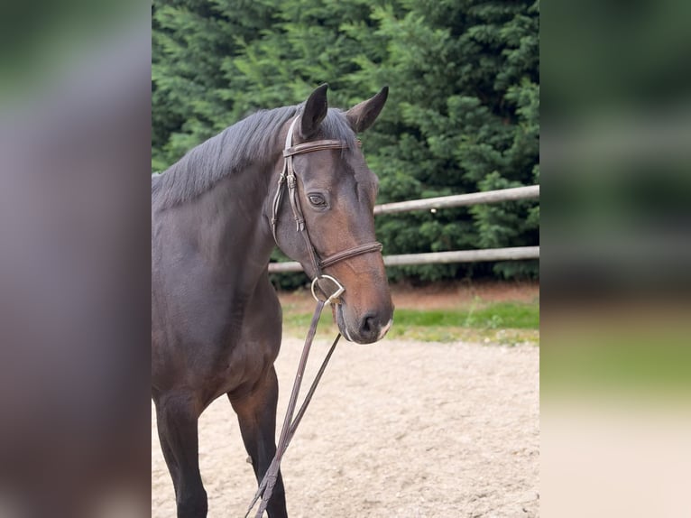 Westfale Stute 10 Jahre 166 cm Dunkelbrauner in Diepholz