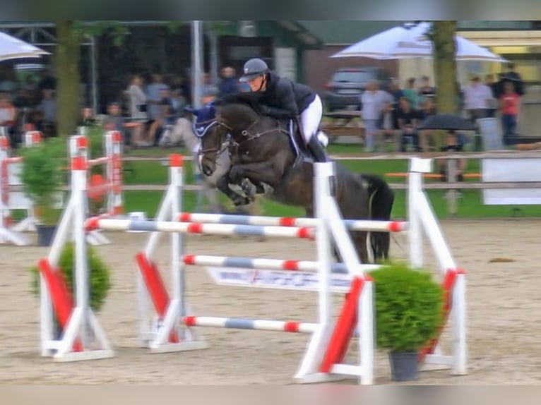 Westfale Stute 10 Jahre 167 cm Dunkelbrauner in Rhede