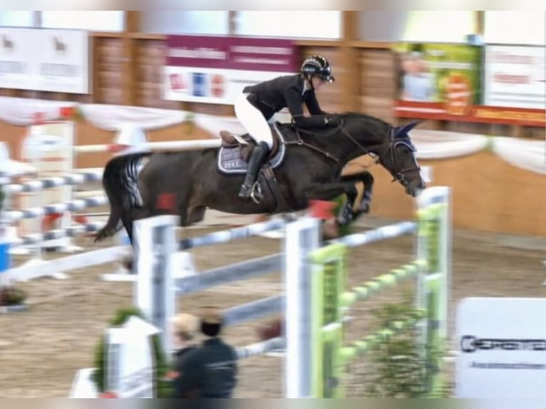 Westfale Stute 10 Jahre 167 cm Dunkelbrauner in Rhede