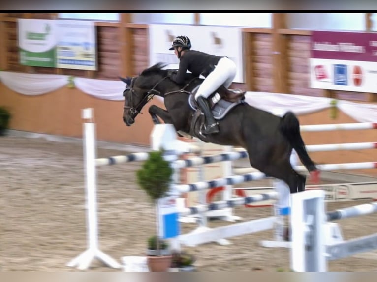Westfale Stute 10 Jahre 167 cm Dunkelbrauner in Rhede