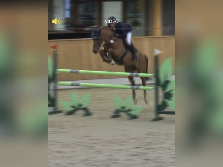 Westfale Stute 10 Jahre 167 cm Fuchs in Hüllhorst