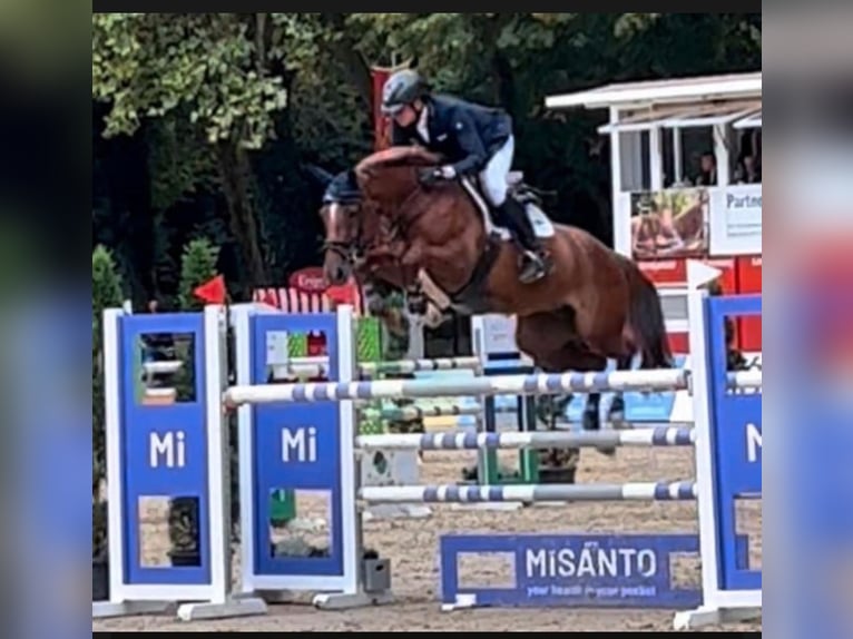 Westfale Stute 10 Jahre 167 cm Fuchs in Hüllhorst