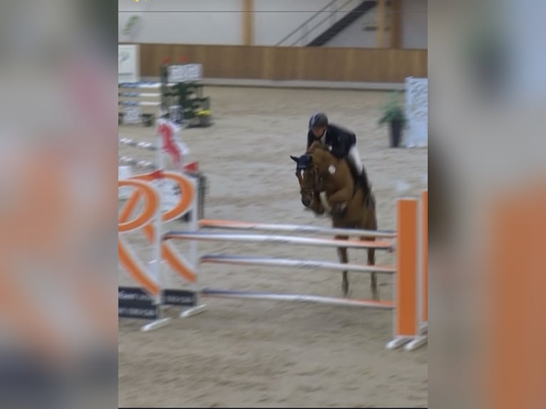 Westfale Stute 10 Jahre 167 cm Fuchs in Hüllhorst