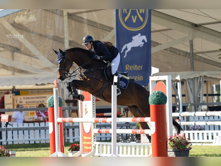 Westfale Stute 10 Jahre 168 cm Brauner in Gifhorn