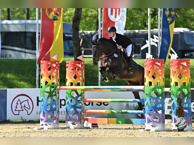 Westfale Stute 10 Jahre 168 cm Brauner in Bratislava