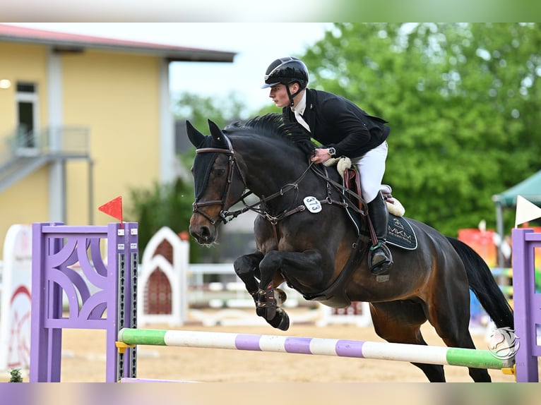 Westfale Stute 10 Jahre 168 cm Brauner in Bratislava
