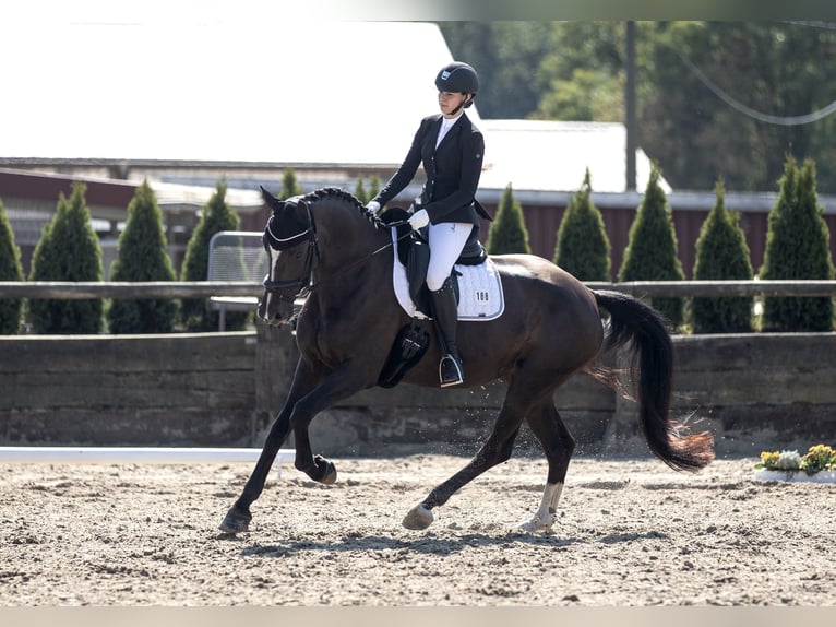 Westfale Stute 10 Jahre 168 cm Dunkelbrauner in Bottrop