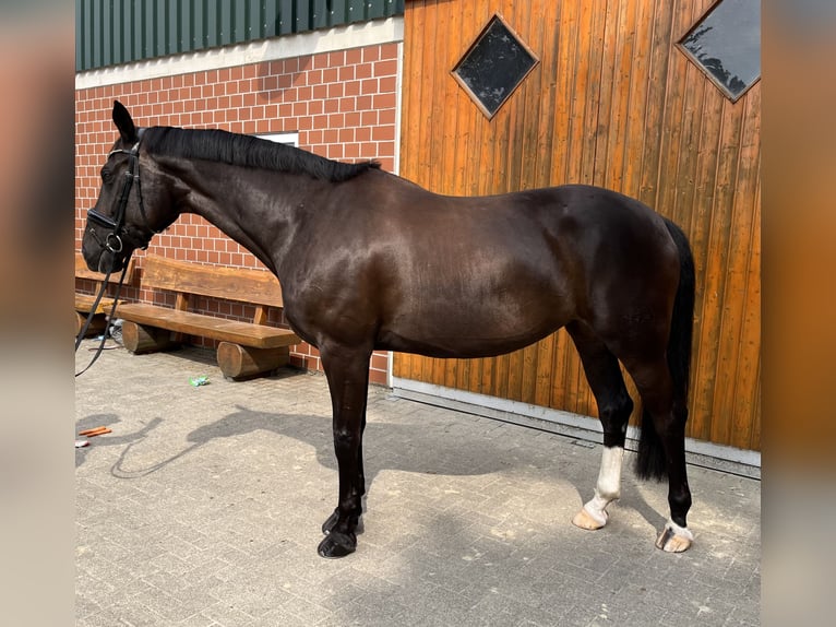 Westfale Stute 10 Jahre 168 cm Dunkelbrauner in Bottrop