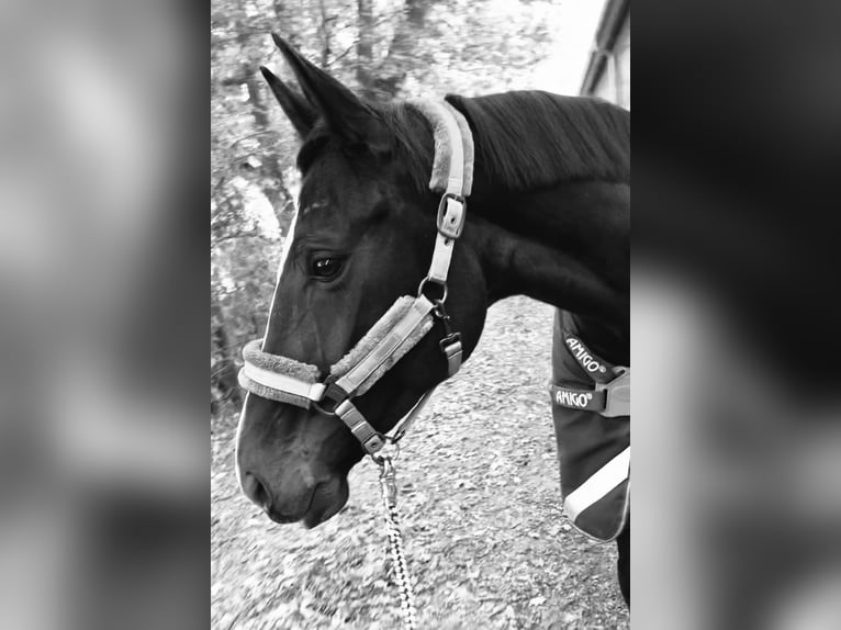 Westfale Stute 10 Jahre 168 cm Dunkelbrauner in Bottrop