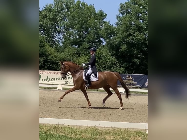Westfale Stute 10 Jahre 168 cm Fuchs in Coesfeld