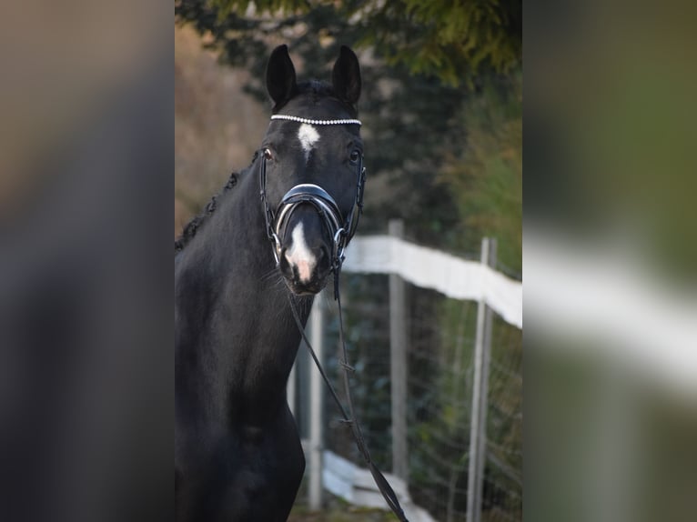 Westfale Stute 10 Jahre 168 cm Rappe in Dätgen