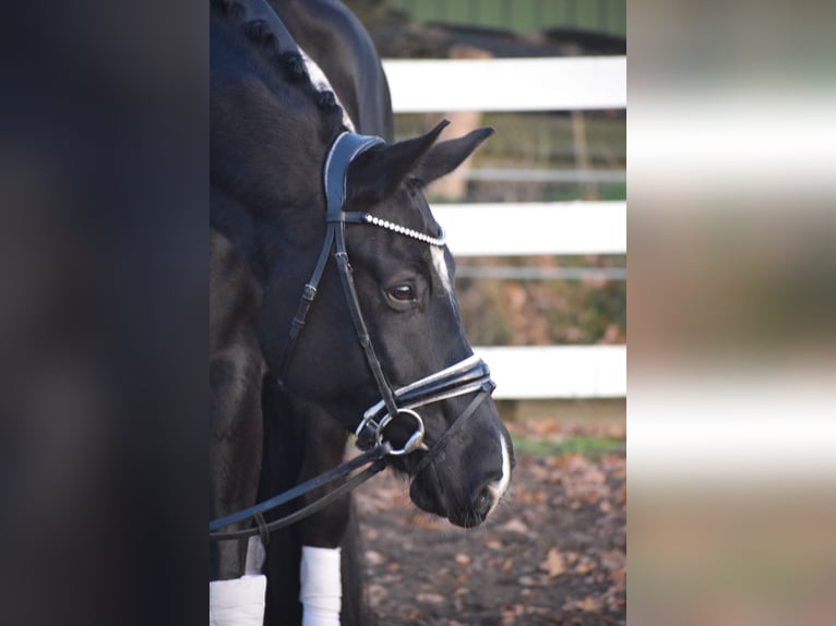 Westfale Stute 10 Jahre 168 cm Rappe in Dätgen