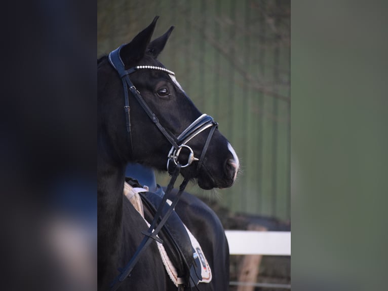Westfale Stute 10 Jahre 168 cm Rappe in Dätgen