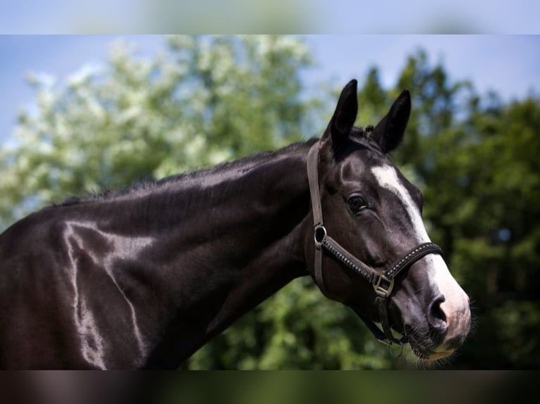Westfale Stute 10 Jahre 168 cm Schwarzbrauner in Haltern am See