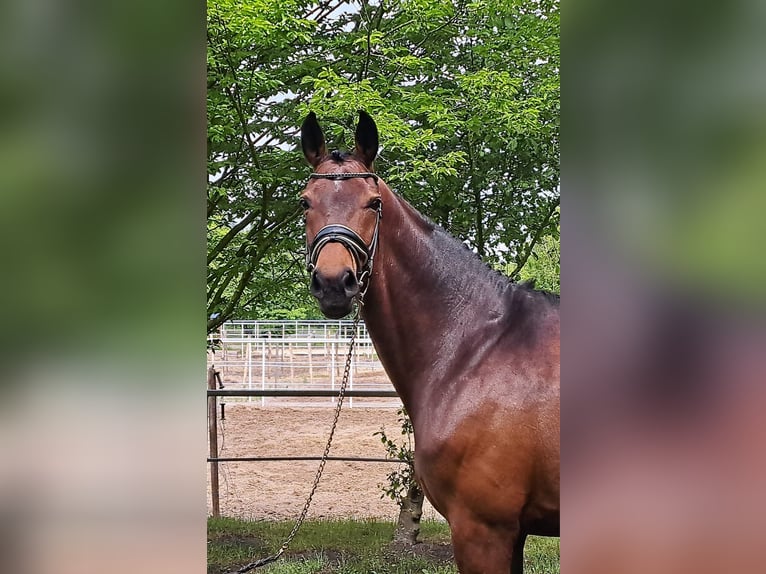 Westfale Stute 10 Jahre 169 cm Brauner in Loxstedt