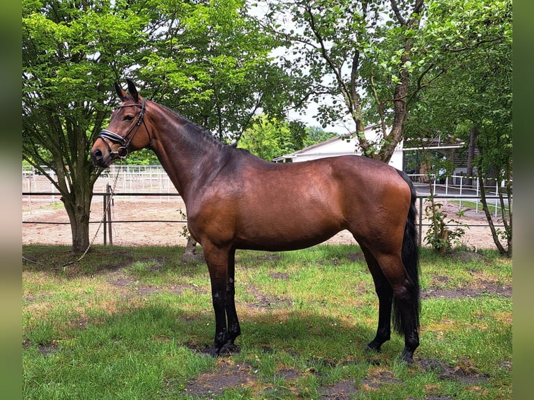 Westfale Stute 10 Jahre 169 cm Brauner in Loxstedt