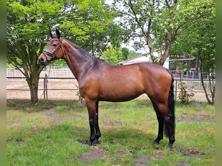 Westfale Stute 10 Jahre 169 cm Brauner in Loxstedt