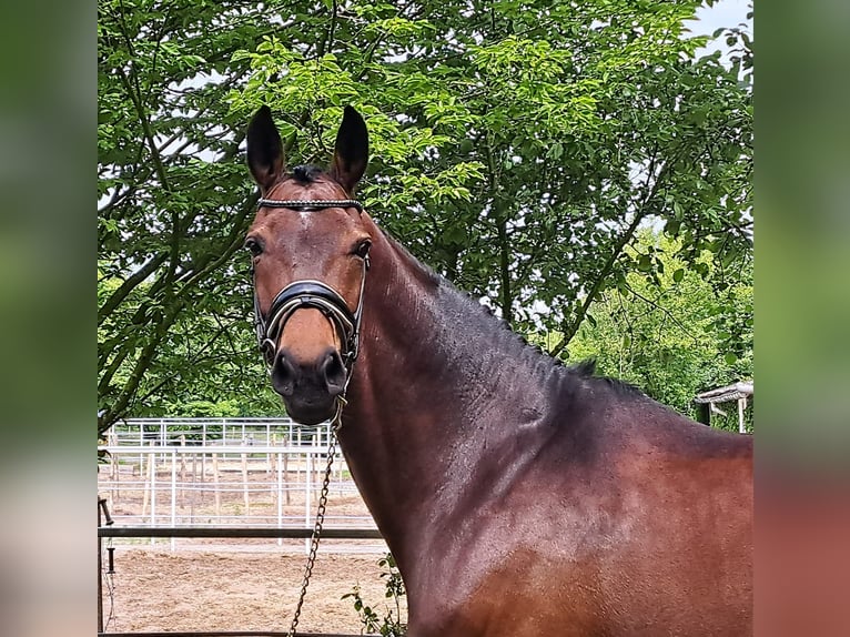 Westfale Stute 10 Jahre 169 cm Brauner in Loxstedt