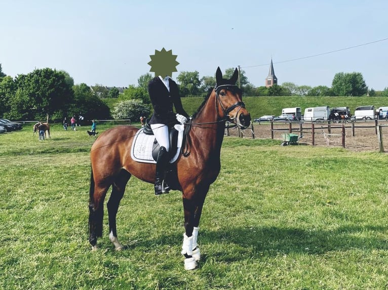 Westfale Stute 10 Jahre 169 cm Brauner in Haltern am See