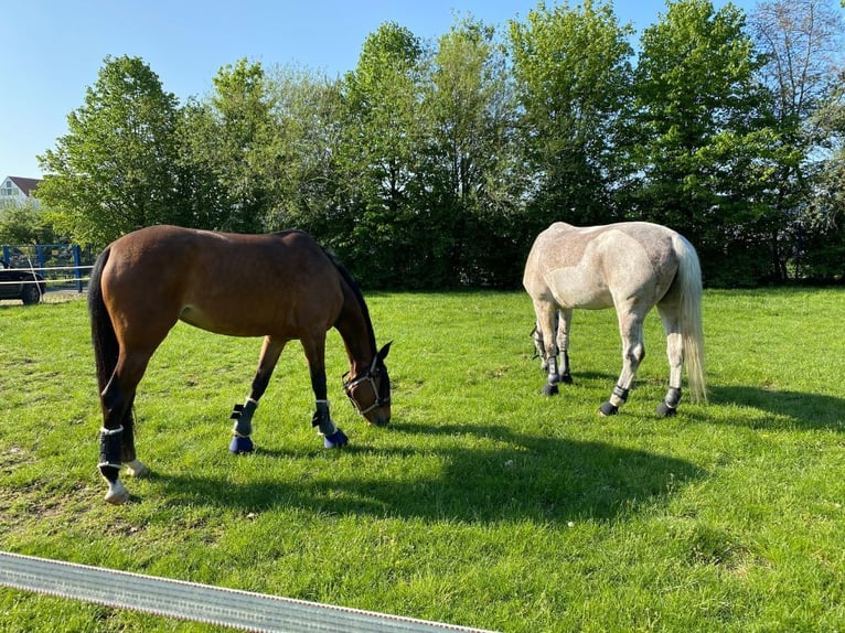 Westfale Stute 10 Jahre 169 cm Brauner in Haltern am See
