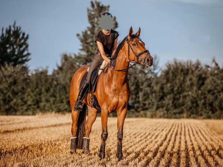 Westfale Stute 10 Jahre 169 cm Brauner in Haltern am See