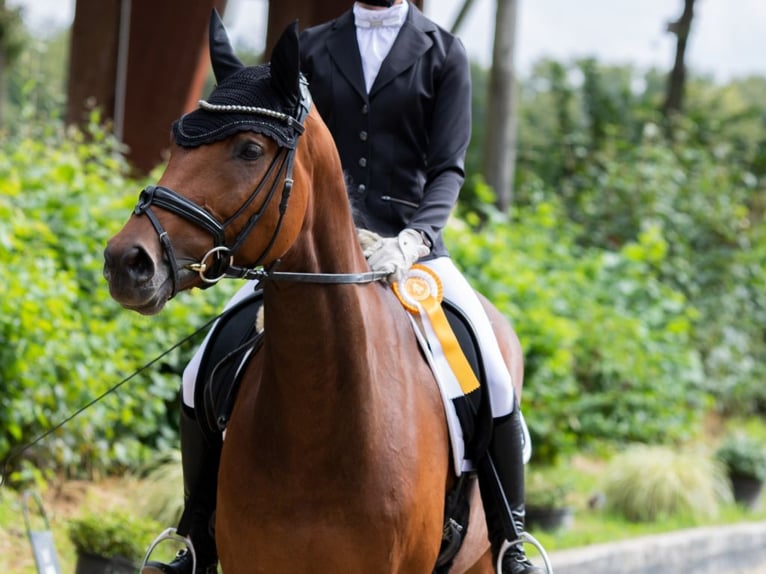 Westfale Stute 10 Jahre 169 cm Brauner in Haltern am See