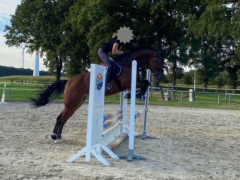 Westfale Stute 10 Jahre 169 cm Brauner in Haltern am See