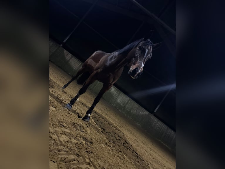 Westfale Stute 10 Jahre 169 cm Brauner in Wenden