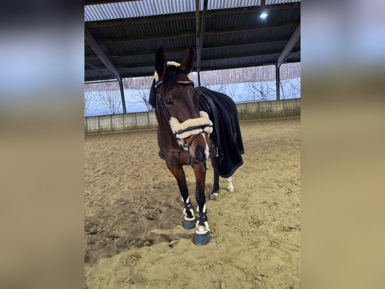 Westfale Stute 10 Jahre 169 cm Brauner in Wenden