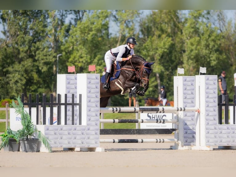 Westfale Stute 10 Jahre 169 cm Dunkelbrauner in Buc