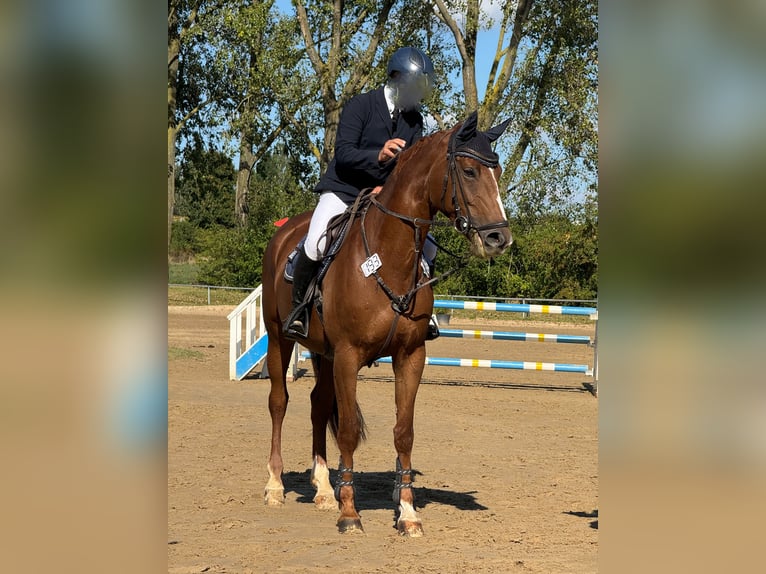 Westfale Stute 10 Jahre 169 cm Fuchs in Alzenau in Unterfranken