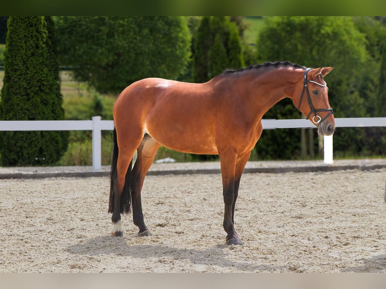 Westfale Stute 10 Jahre 170 cm Brauner in Schw&#xE4;bisch Hall