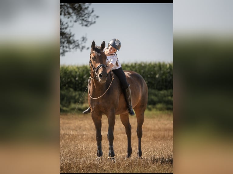 Westfale Stute 10 Jahre 170 cm Brauner in Kenn