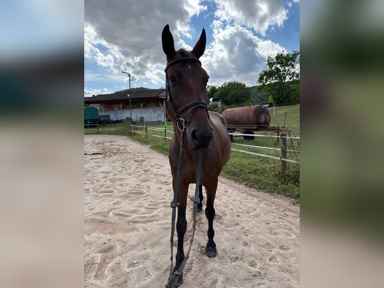 Westfale Stute 10 Jahre 170 cm Brauner in Friedewald