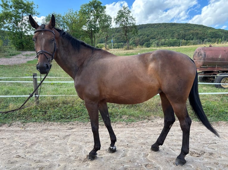 Westfale Stute 10 Jahre 170 cm Brauner in Friedewald