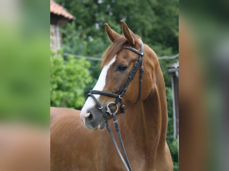 Westfale Stute 10 Jahre 170 cm in Schwerte