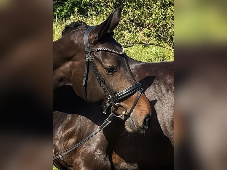 Westfale Stute 10 Jahre 170 cm Dunkelbrauner in Sassenberg