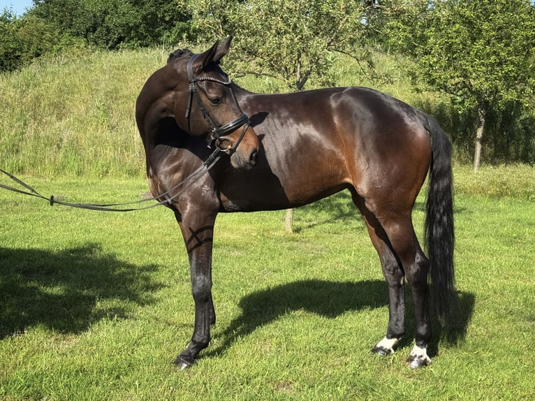 Westfale Stute 10 Jahre 170 cm Dunkelbrauner in Sassenberg