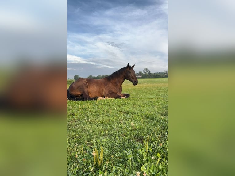 Westfale Stute 10 Jahre 170 cm Dunkelbrauner in Schmallenberg