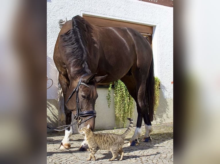 Westfale Stute 10 Jahre 170 cm Dunkelbrauner in Schmallenberg