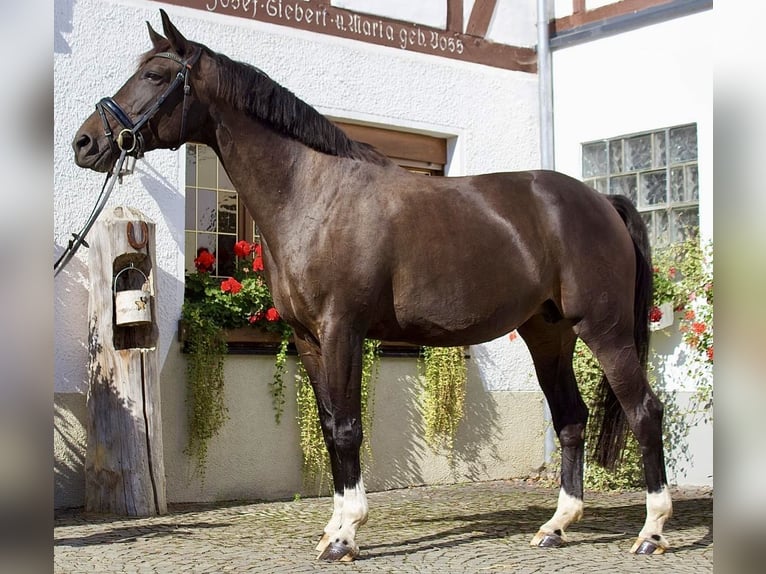 Westfale Stute 10 Jahre 170 cm Dunkelbrauner in Schmallenberg
