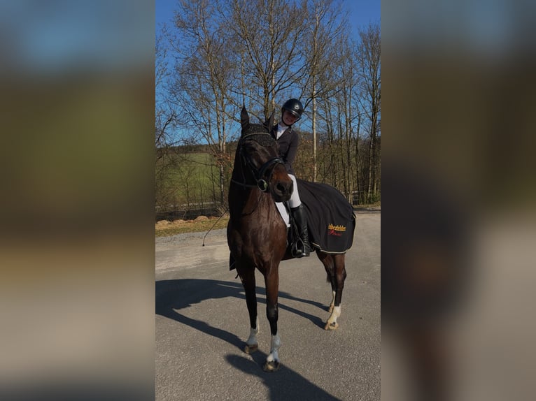 Westfale Stute 10 Jahre 170 cm Dunkelbrauner in Schmallenberg