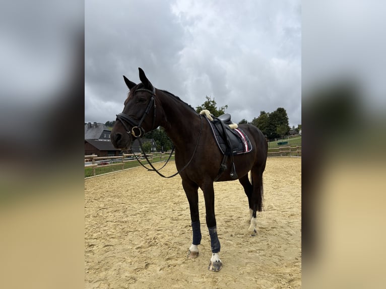 Westfale Stute 10 Jahre 170 cm Dunkelbrauner in Schmallenberg